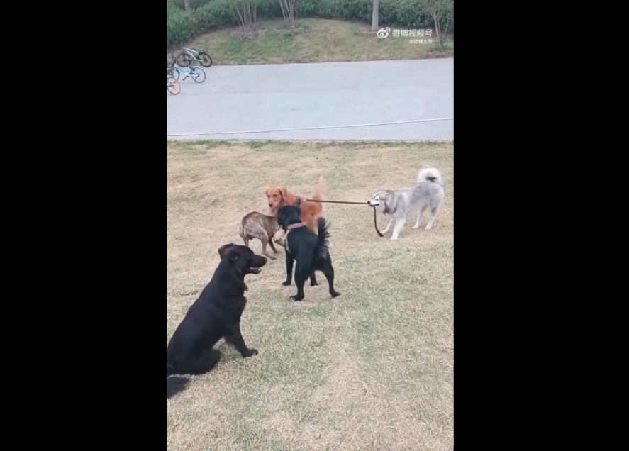 影片中阿金用雙手壓制住一開始發動攻擊的灰狗。圖/翻攝自微博