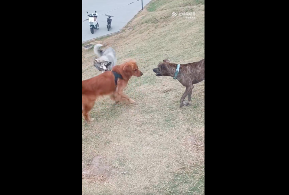 影片開頭可以看到後方狗狗拼命咬住阿金的繩子，想要將同伴拉離戰場。圖/翻攝自微博