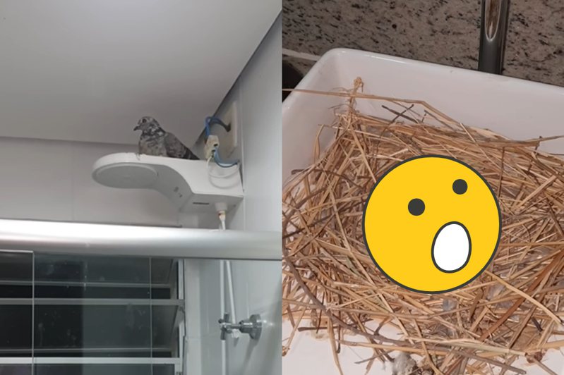 巴西一名網友10天不在家，再打開浴室門已經被鴿子攻佔。圖擷自ViralHog
