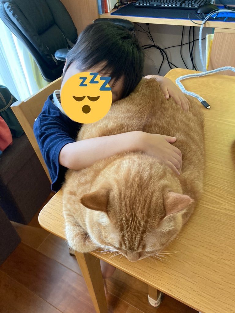 6歲的橘貓小鈴（すず）淪為小主人的「午睡枕頭」。（圖／翻攝自推特@kagisuz...