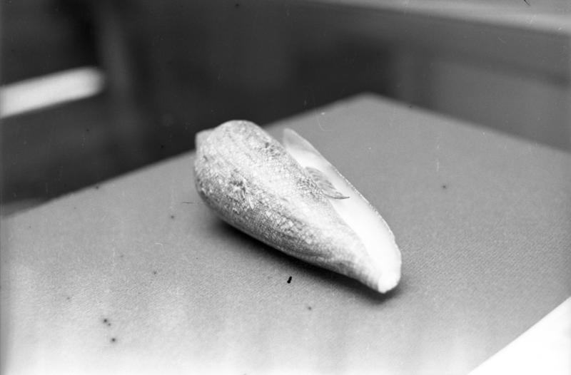 1971年9月28日，海洋開發展覽暨第三屆全國貝類展覽會在台灣省立博物館舉行，圖為被國際貝類學界視為近代罕見名貴的「海之榮光」螺。圖／聯合報系資料照片