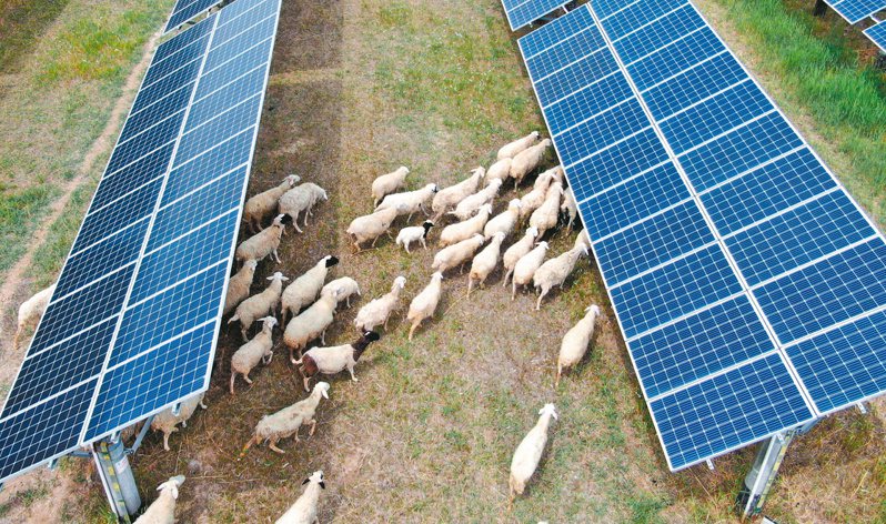 山東推進太陽能協同發展，探索綠色增收新途徑。圖為在山東沾化，華能沾化清風湖風光同場項目區，羊群在太陽能板下穿行吃草。（新華社）