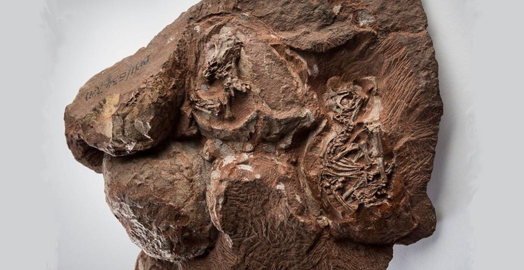 恐龍蛋和成形的恐龍胚胎化石。 圖／倫敦自然歷史博物館