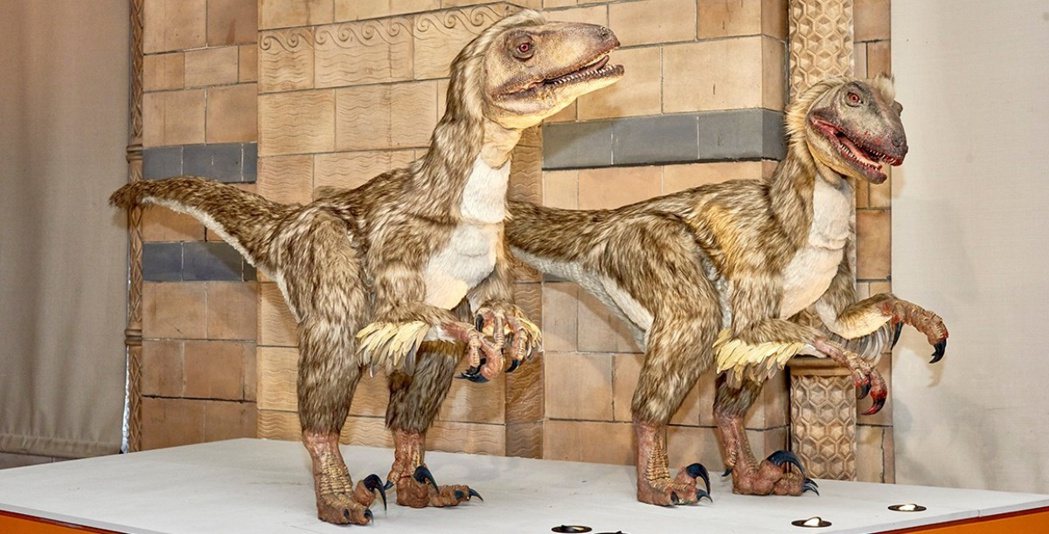 現在科學家普遍認為，許多恐龍的羽毛可能是用於展示，就跟多數鳥類一樣，而這正是性擇...