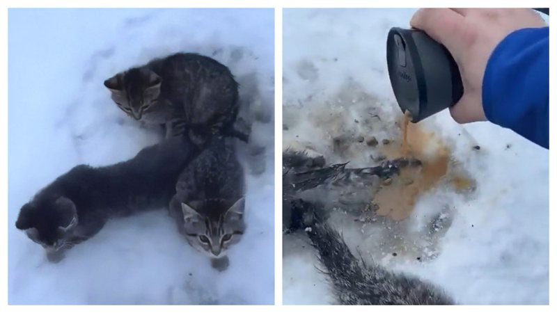 一名男子某天看到三隻小貓受困在地上無法動彈，靠近一看才發現原來貓咪的尾巴被冰雪凍住無法行動，男子見狀趕緊將手中的熱咖啡淋在牠們身上。 (圖/取自影片)