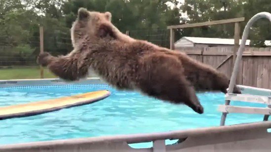 野生棕熊看到泳池嗨翻 熟練爬梯子「大字型飛撲跳水」網看傻：工讀生？