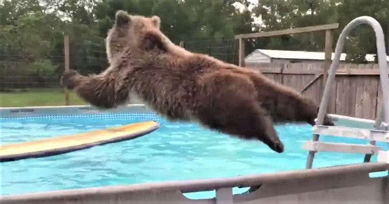一隻棕熊相當喜歡玩水，熟練爬上梯子後大字形跳進水裡，表現的跟人類小孩幾乎一模一樣。 (圖/取自影片)