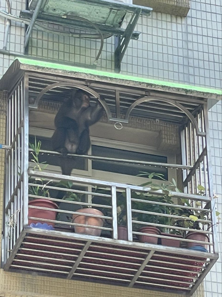 台北市內湖驚見一隻猴子。翻攝／黑色豪門企業