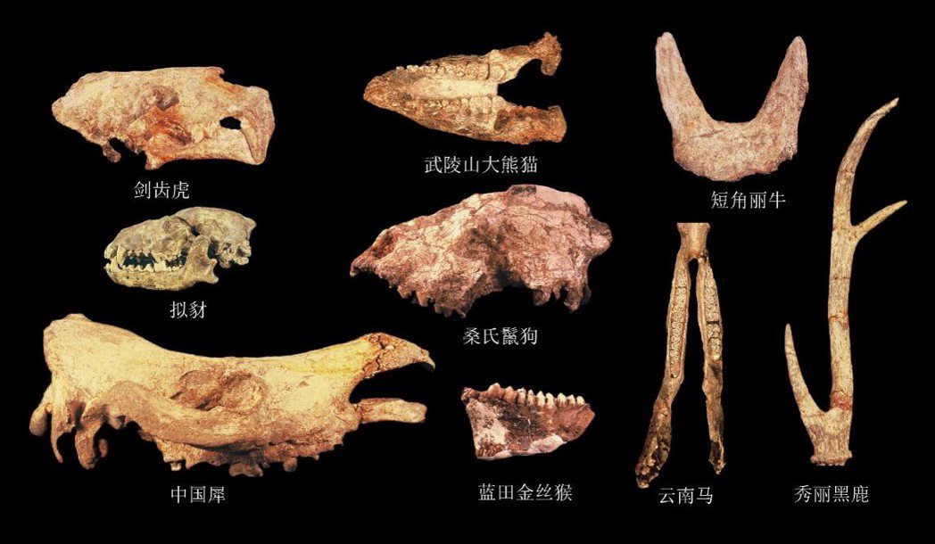 學堂梁子遺址發現的動物化石。（取自《新京報》網站）