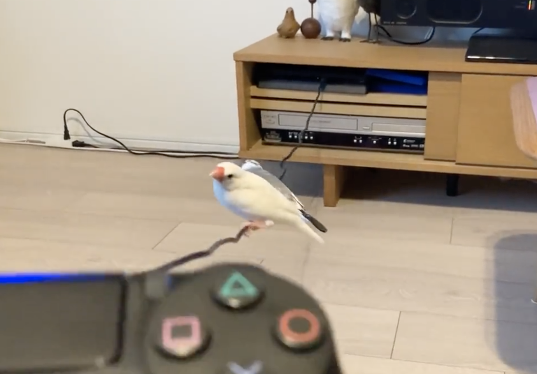 兩隻文鳥在主人的遊戲機電線上玩得很開心。（圖／翻攝自推特@toshivoice11）
