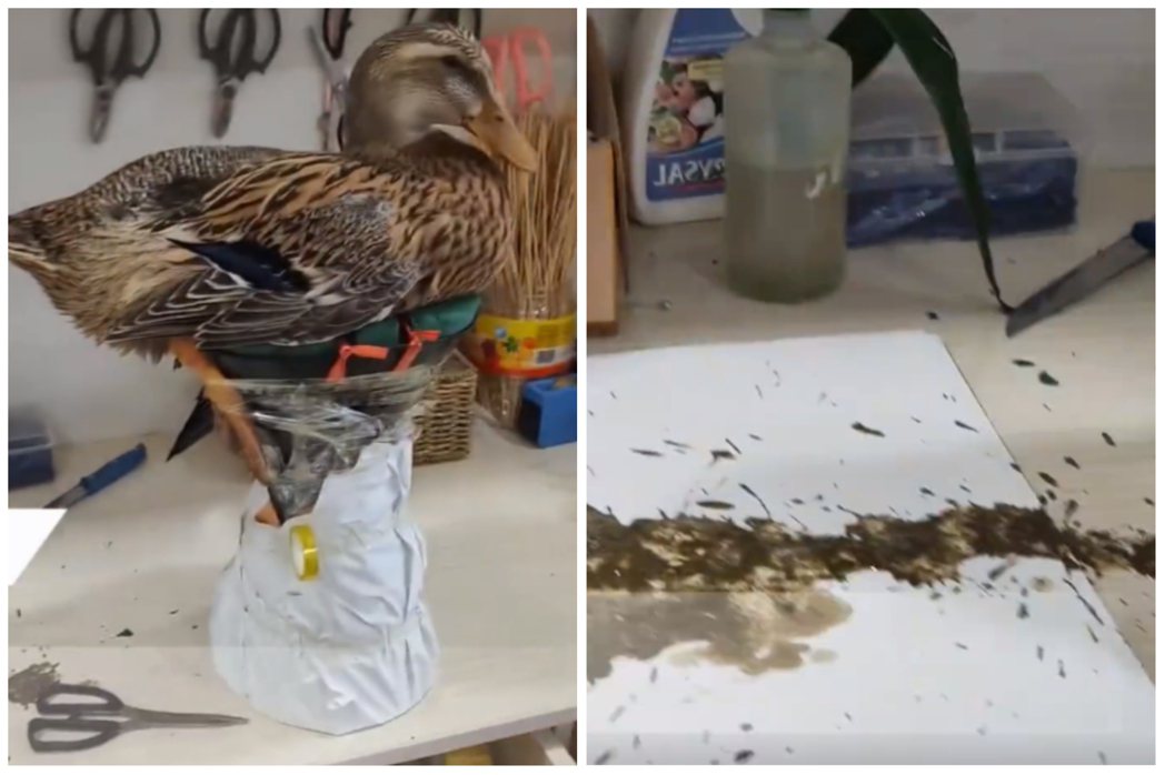 一名花店老闆買了一隻鴨子和花包在一起做成創意花束，結果鴨子噴出排泄物。圖取自微博