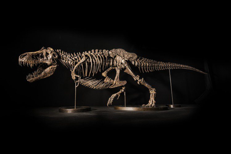 「尚神」暴龍化石遺骸長12.2米、高4.6米、寬2.1米、重 1,400公斤。圖...