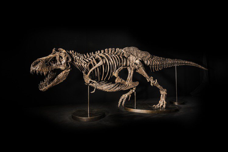 佳士得將於11月30日拍賣暴龍化石遺骸「尚神」暴龍，是首具亮相亞洲拍場的暴龍化石...