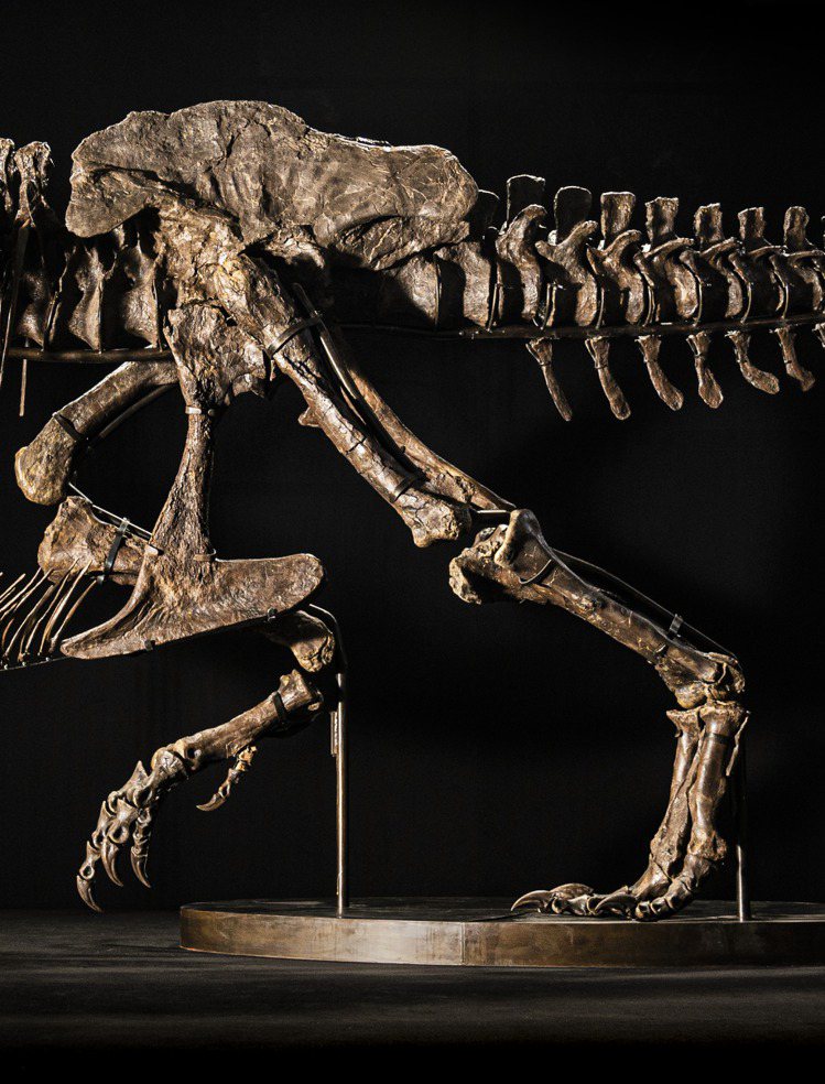 「尚神」暴龍化石遺骸長12.2米、高4.6米、寬2.1米、重 1,400公斤。圖...
