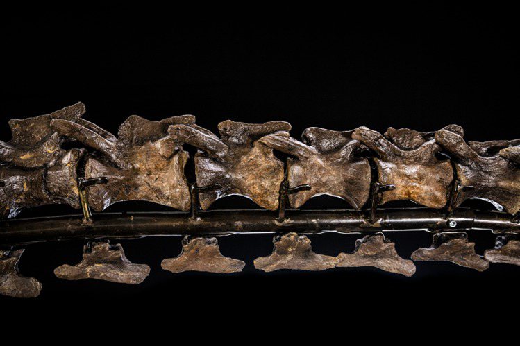化石遺骸達到博物館級標準，以骨質密度計算的完整度達54%，極具科學價值。圖／佳士...
