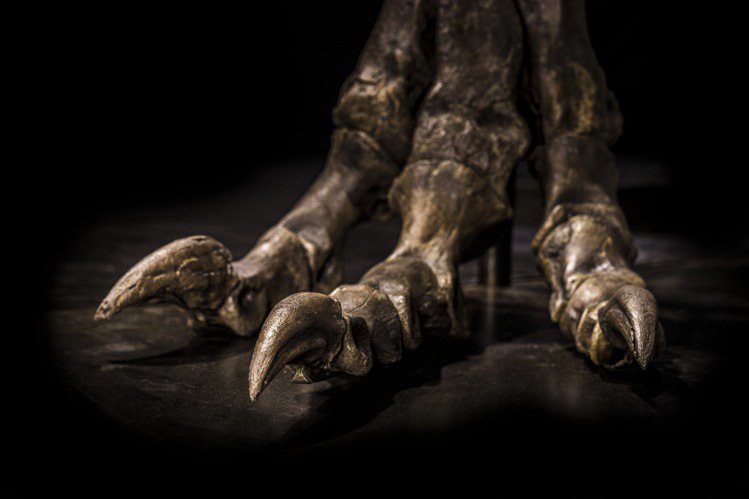 化石遺骸達到博物館級標準，以骨質密度計算的完整度達 54%，極具科學價值。圖／佳...