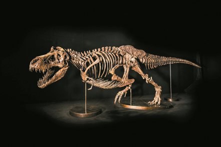 香港佳士得預計在11月30日晚間舉辦秋季拍賣會，會中將拍一具名為「尚神」的暴龍化石遺骸，是極具科學價值的罕有暴龍化石遺骸。圖／佳士得提供