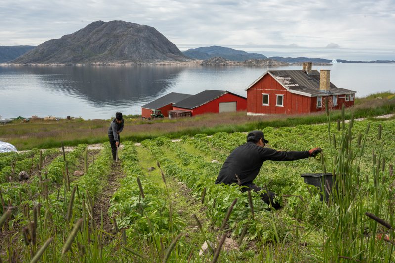 格陵蘭南部卡科爾托克的實驗農場，專責培育新作物，也設農業學校，讓年輕人學習當農夫。記者陳靖宜／攝影