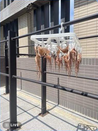 有網友分享鄰居在頂樓曬衣區曝曬滿滿的「海鮮」。圖擷自臉書《爆料公社一日小編》