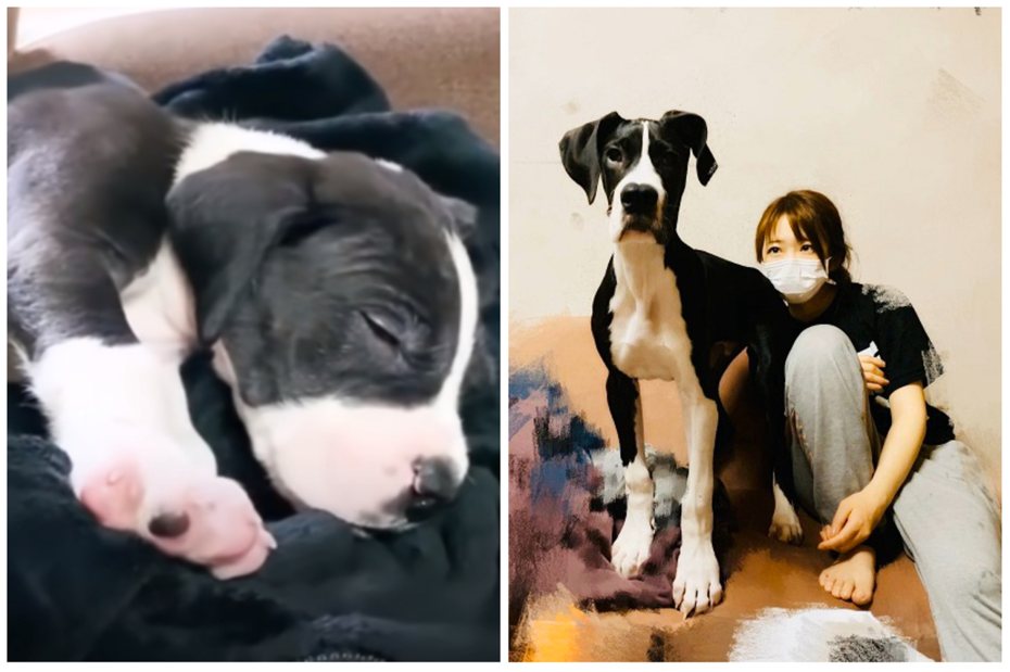 大丹犬的成長歷程快速，僅僅三個月就從小狗長成成犬的模樣。圖取自推特