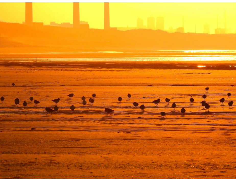 許厝港國家溼地記錄241鳥種，是全台最大水鳥濕地樂園。 圖／桃園市海岸管理處提供