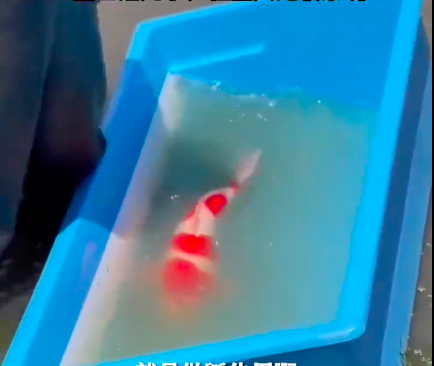 飼主表示影片中的日本紅白錦鯉血統高貴，要價上萬。圖/翻攝自微博