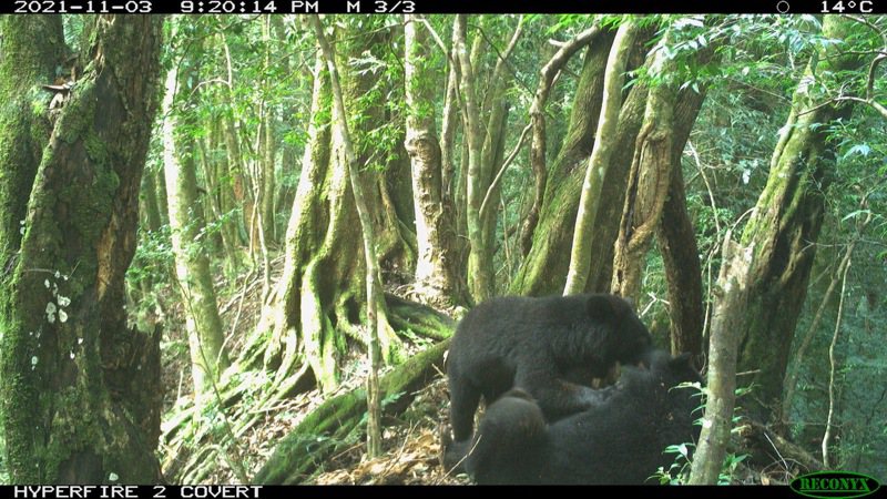 台東林區管理處從另一處監測點位拍攝到的連續性靜態影像中，拍到Mulas身旁還多了一隻黑熊同伴，並追逐這隻黑熊同伴，可以發現Mulas交到了「好朋友」。圖／台東林管處提供