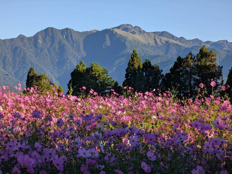 福壽山農場的波斯菊進入最佳賞花季節，整片粉紅色的波斯菊花海隨風搖曳，配上遠方雪山山脈景色，有如置身異國。圖／福壽山農場提供