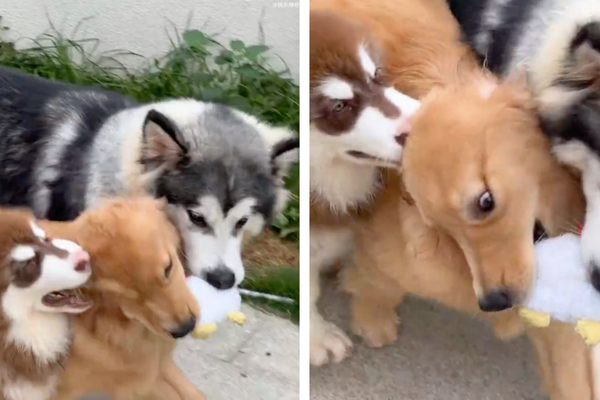 三隻狗為了玩具互不相讓的畫面逗樂不少網友。圖/翻攝自微博