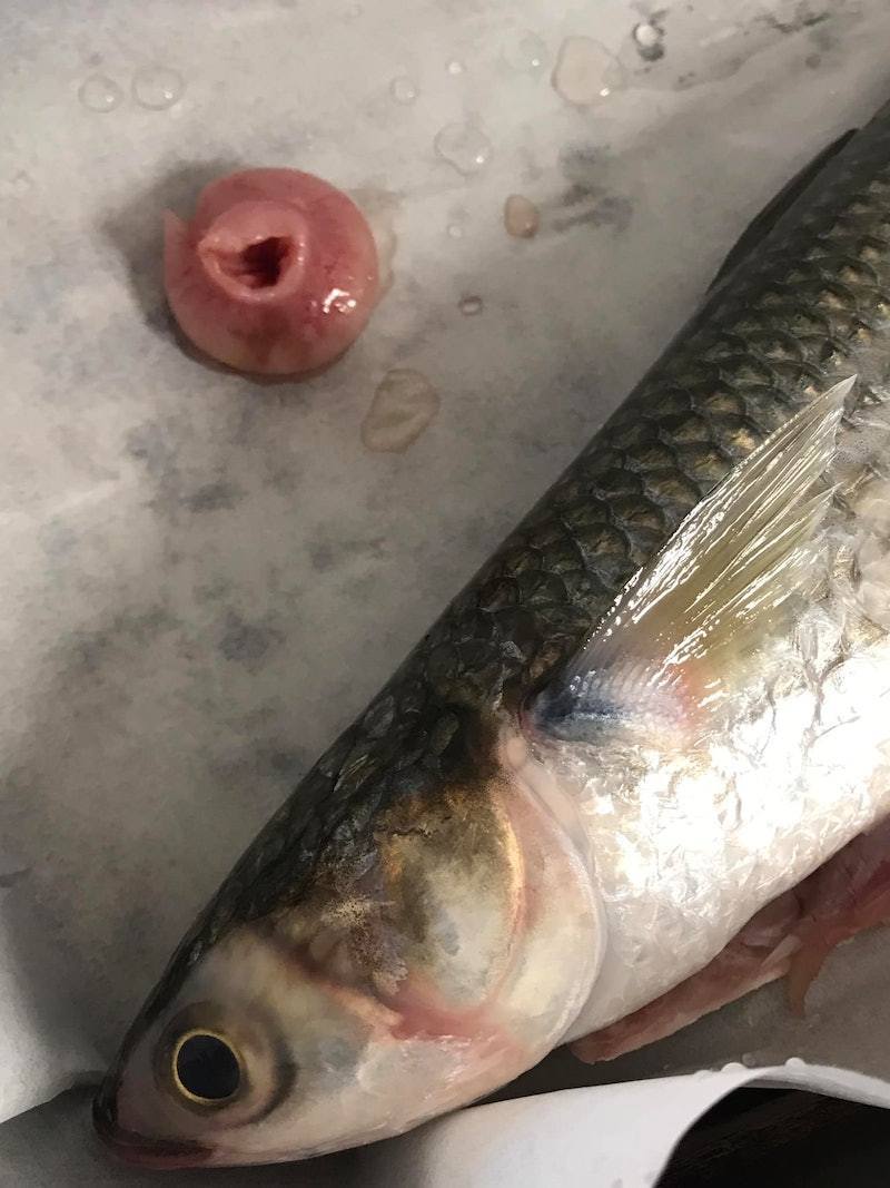 有網民買烏頭魚，魚販劏魚後留了粒圓形的東西給他。fb群組「香港街市魚類海鮮研究社」圖片