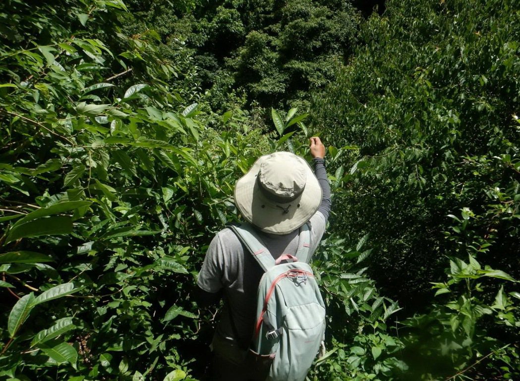 南投林管處與茶葉改良場魚池分場合作，開發出台灣原生山茶的眉原山品系新品項，將首度...