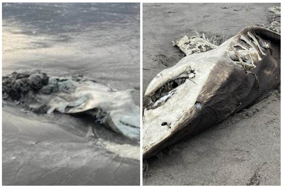 一隻大白鯊的屍體仰躺在沙灘上，內臟幾乎被掏空殆盡。圖取自太陽報