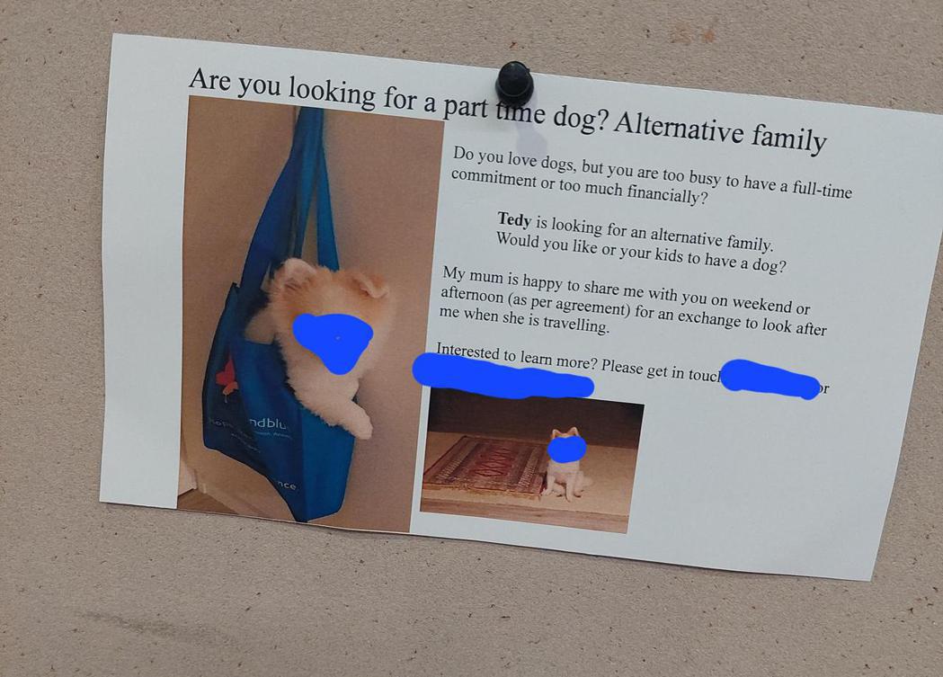 一名飼主在論壇張貼一則布告，要替她家的小狗找「替代家庭」。圖取自reddit