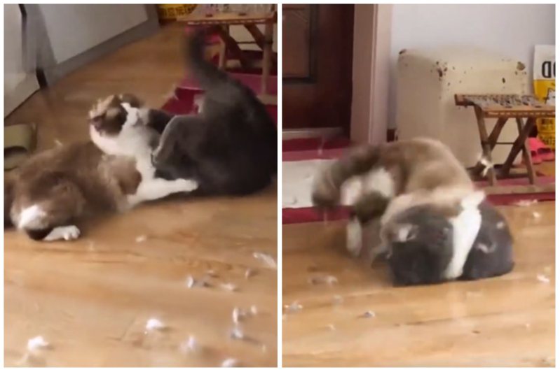 藍貓和布偶貓打起架來貓毛像雪片般在屋內四處紛飛。圖取自微博
