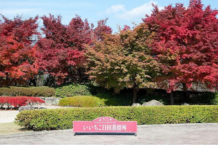 iichiko日田蒸餾所秋之楓紅。圖片提供／社團法人日田市觀光協會