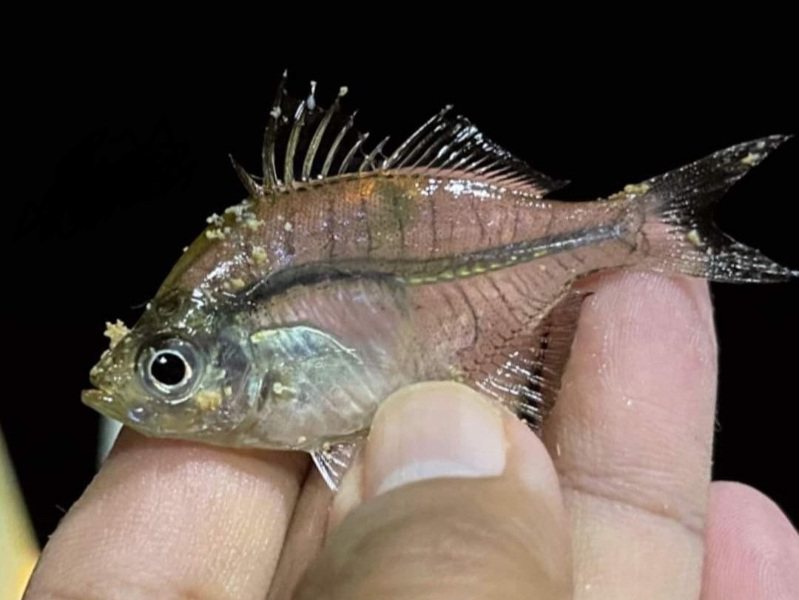 看似透明可愛的「玻璃魚」是專吃日月潭原生種「奇力魚」魚卵的外來種。圖／取自臉書粉絲專頁「日月潭一等高」