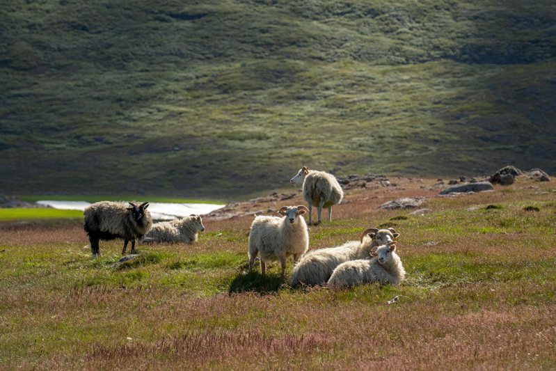 格陵蘭南部最大的牧羊人-伊格家族也在努力調適，例如花上三年打造新的羊圈，以度過更嚴苛的冬季。記者陳靖宜／攝影