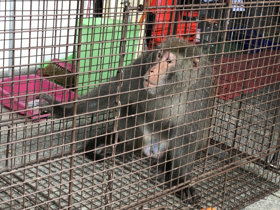 農委會上周五依動物保護法將台灣獼猴公告為「指定禁止飼養或輸入之動物」。本報資料照片