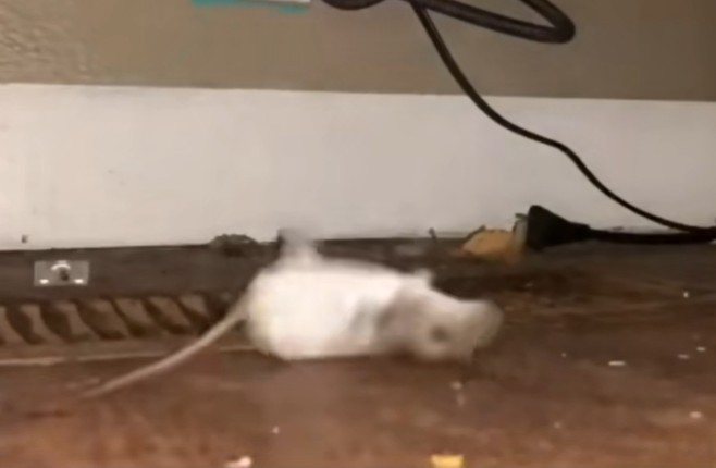 小老鼠觸發捕鼠夾之後，身體不斷翻滾。 圖擷自bilibili