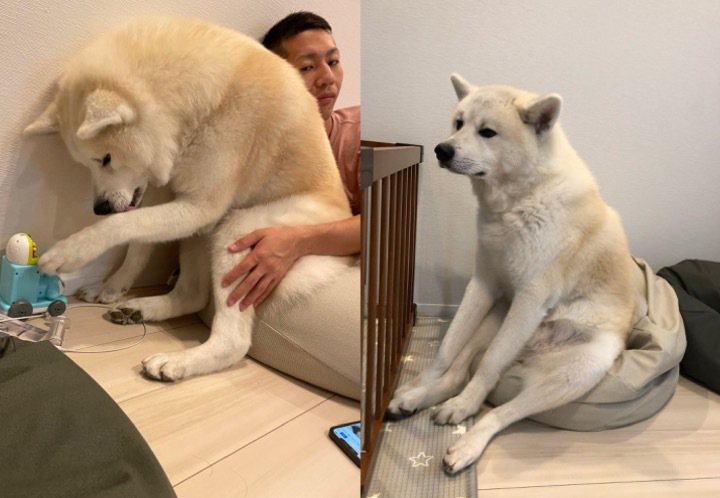 秋田犬「凛太郎」有著激似人類的坐姿。（圖／翻攝自推特@akitanorintaro）