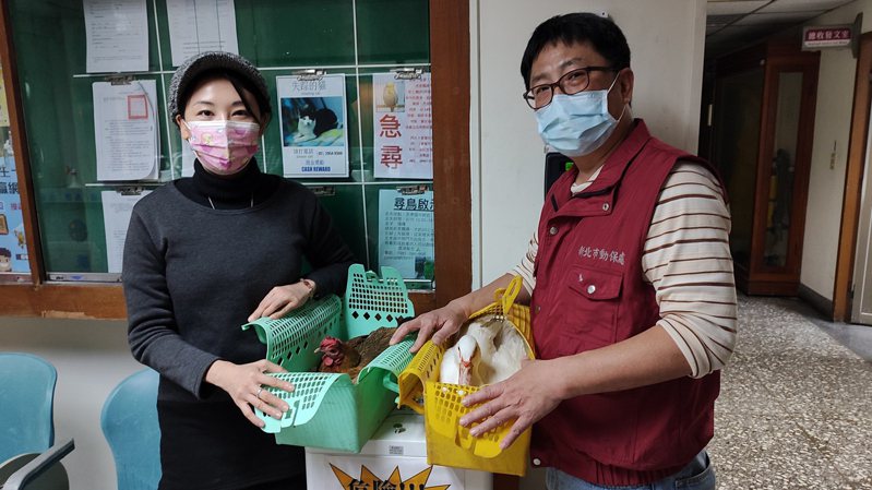 愛禽更生人簡碧燕(左)將祭祀雞鴨收容至中華護生協會，讓所有活禽有容身安命處。