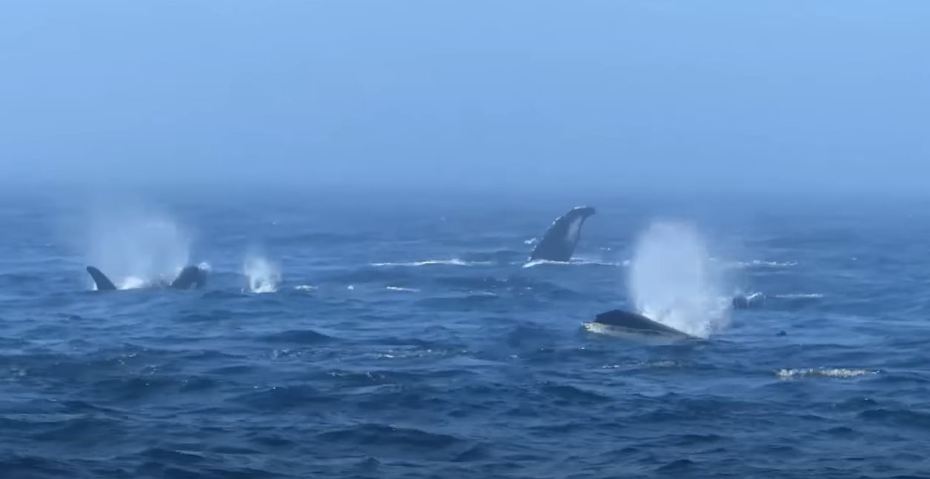 2隻座頭鯨竟然因為「保護弱小」跟一群虎鯨打架，雙方在海上纏鬥3小時，嚇壞船上所有研究人員。
 (圖/取自影片)