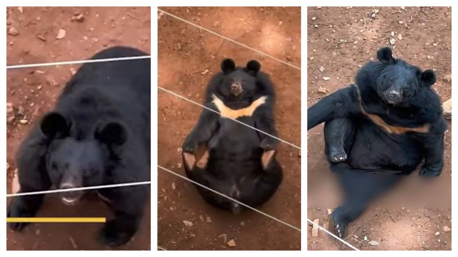 一名女子到動物園遊玩，發現亞洲黑熊區有一隻四隻腳踏在地上秀肌肉，旁邊的同伴則是用詭異的睡姿躺在地上，最後遠方那隻黑熊竟然躺平翹二郎腿 (圖/取自影片)