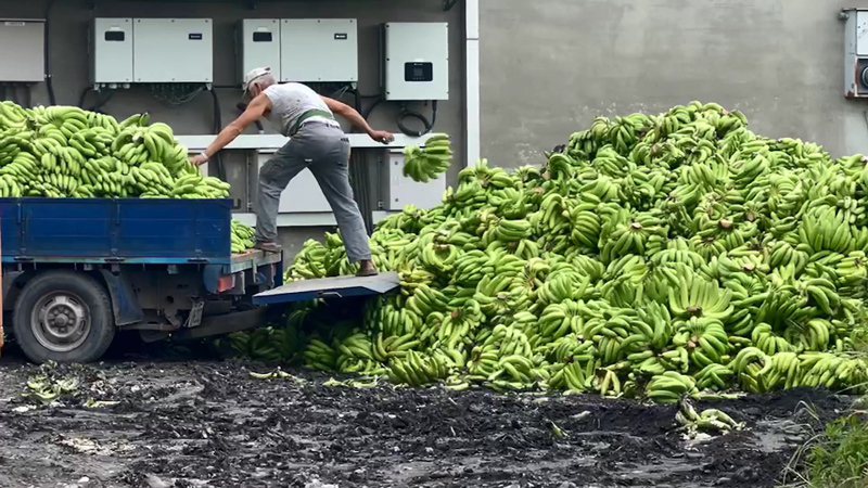 香蕉盛產價跌，蕉農載運大批青蕉交貨去化，看到心血化為烏有很心痛。圖／聯合報系資料照片