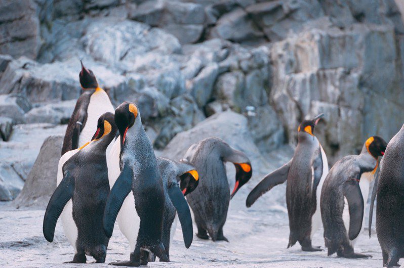 南極一間郵局日前發出一個特別職缺，招募「數企鵝人員」，但當地沒水沒電，什麼事情都要自理，仍然吸引千人搶破頭報名。圖為示意圖，非當事企鵝。 (圖/Pakutaso)