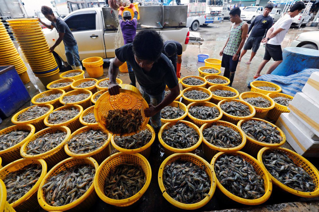 今年的泰國蝦子產量可能比高峰腰斬，加重政府支撐國內消費者需求、並且支持小規模生產...