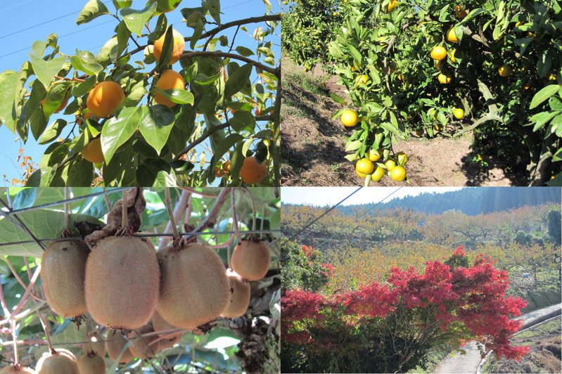 位於國城山８合目的觀光農園，栽種各式各樣的水果。在秋季到冬季期間，由水梨掀起序幕，蜜柑、柿子、奇異果也接連登場。遊日本合同会社提供
