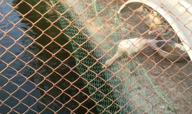 雲林斗南鎮埤麻里自行車步道旁的鴨子會叼飼料餵魚。記者黃于凡／攝影