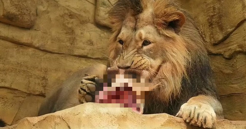 動物園把已經往生的長頸鹿屍體餵給獅子，引起廣大爭議。圖取自推特