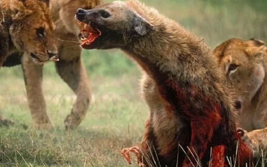 鬣狗最終不敵獅群陣亡。圖取自reddit